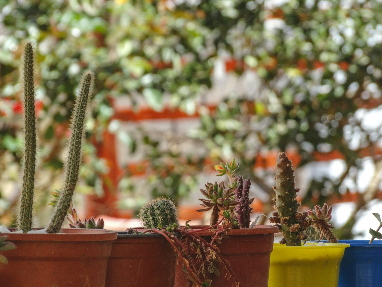 Garden & Patio